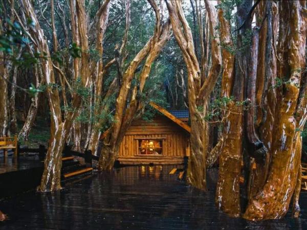 Bosque de Arrayanes